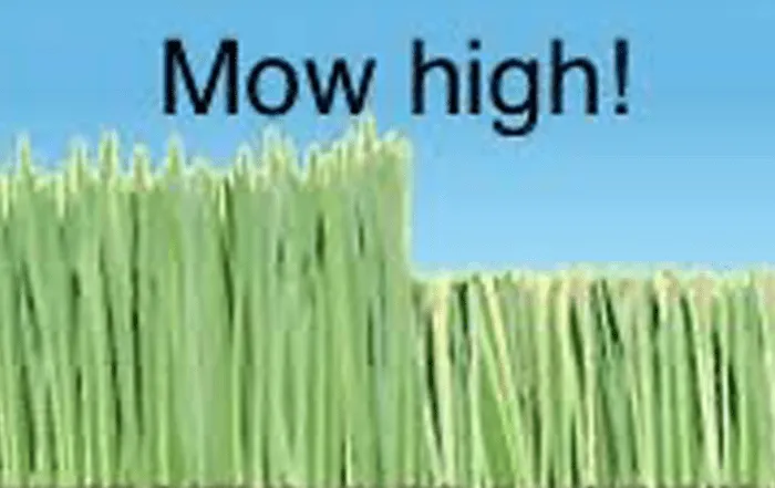 Ideal height for mowing the lawn