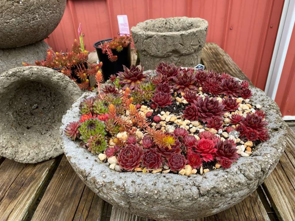 Learn How to Make Hypertufa Pots – B-Friendlyfarms