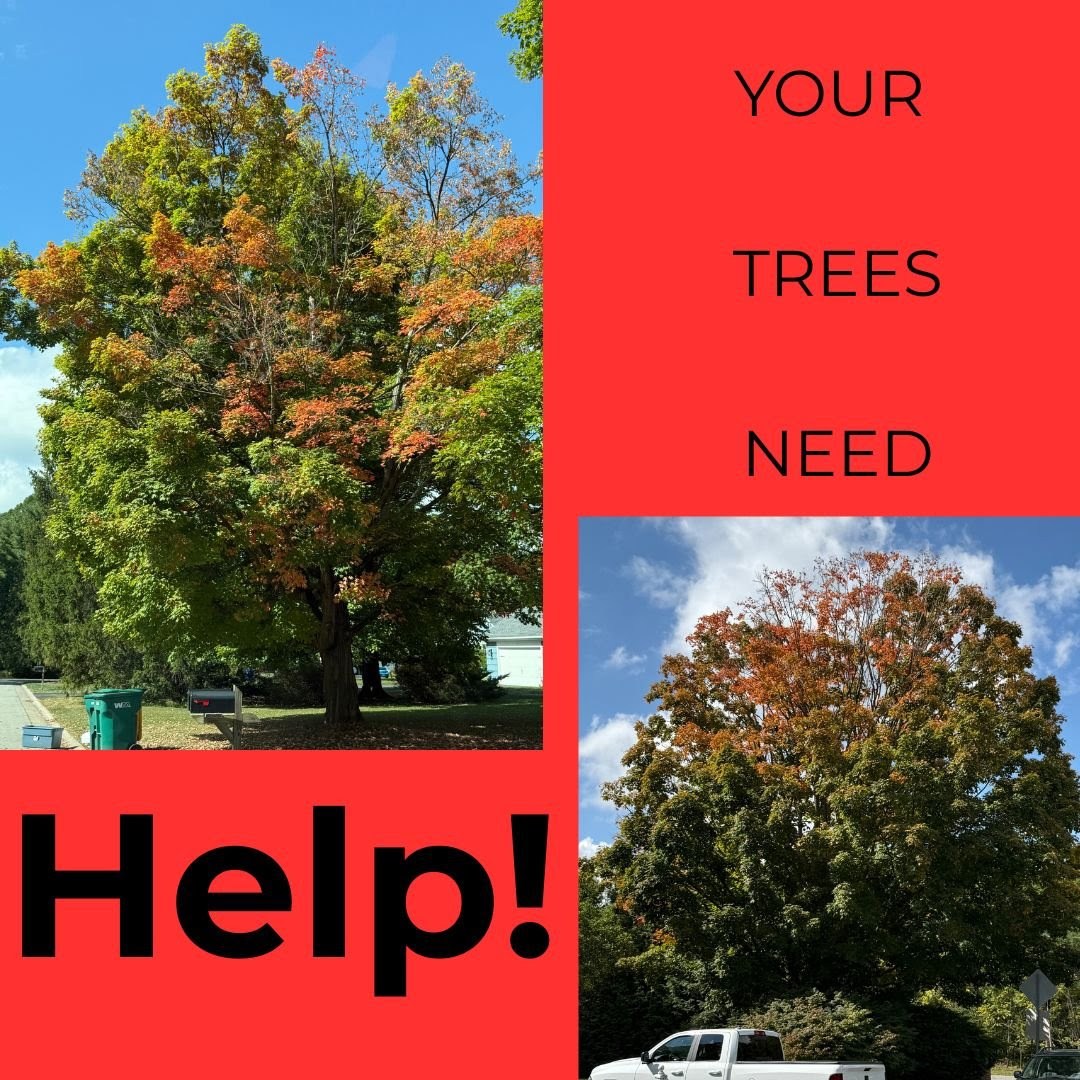 What is killing my trees?