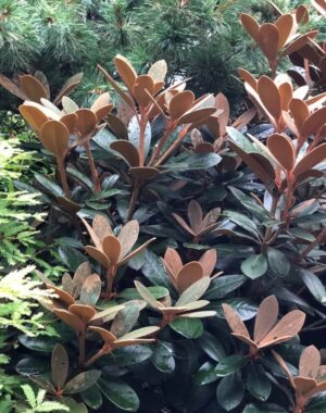 Screenshot_11-10-2025_101515_content.app-us1.com