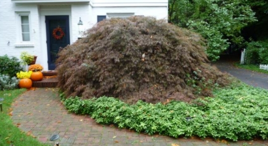 Broccolo Pruning Standards: Professional Shrub Pruning for Healthy, Beautiful Landscapes&nbsp;