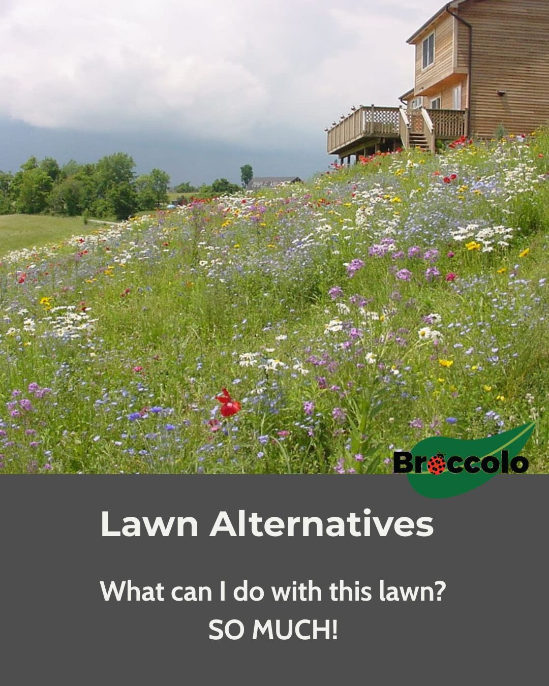 What can I do with this lawn??? Lawn Alternative ideas and more&hellip;