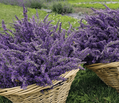 Screenshot 2025-02-25 021037